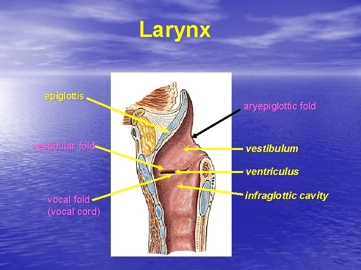 Larynx epiglottis vestibular fold aryepiglottic fold vestibulum ventriculus vocal fold (vocal cord) infraglottic cavity Larynx epiglottis vestibular fold aryepiglottic fold vestibulum ventriculus vocal fold (vocal cord) infraglottic cavity