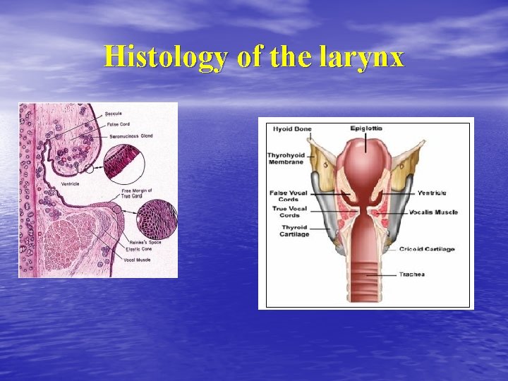 Histology of the larynx Histology of the larynx