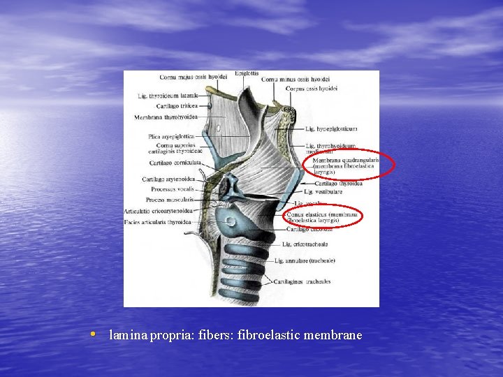 • lamina propria: fibers: fibroelastic membrane • lamina propria: fibers: fibroelastic membrane