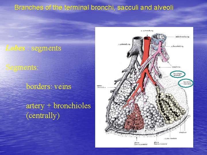 Branches of the terminal bronchi, sacculi and alveoli Lobes : segments Segments: borders: veins Branches of the terminal bronchi, sacculi and alveoli Lobes : segments Segments: borders: veins