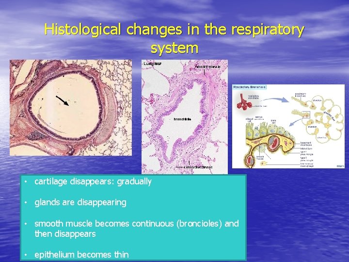 Histological changes in the respiratory system • cartilage disappears: gradually • glands are disappearing Histological changes in the respiratory system • cartilage disappears: gradually • glands are disappearing