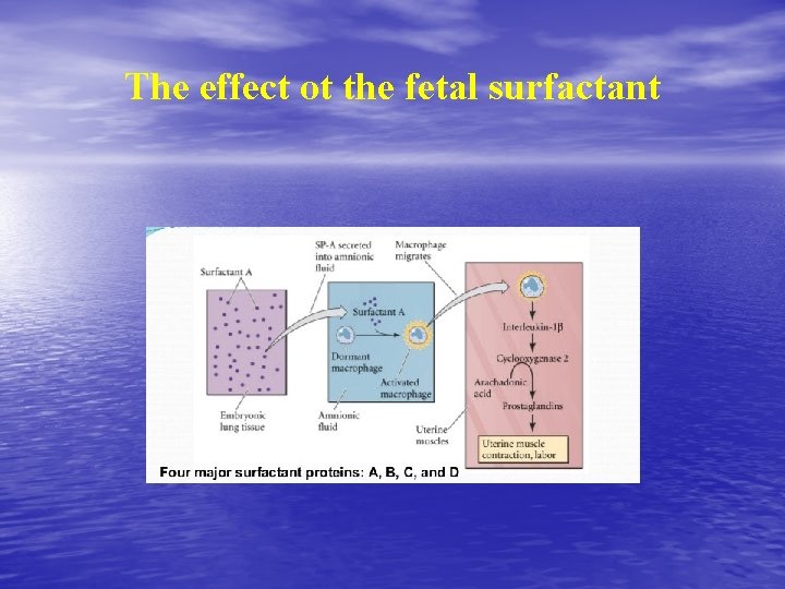 The effect ot the fetal surfactant The effect ot the fetal surfactant