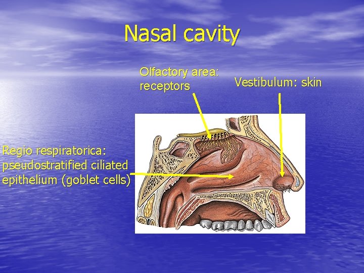 Nasal cavity Olfactory area: receptors Regio respiratorica: pseudostratified ciliated epithelium (goblet cells) Vestibulum: skin Nasal cavity Olfactory area: receptors Regio respiratorica: pseudostratified ciliated epithelium (goblet cells) Vestibulum: skin