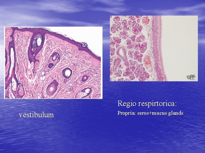 Regio respirtorica: vestibulum Propria: seros+mucus glands Regio respirtorica: vestibulum Propria: seros+mucus glands