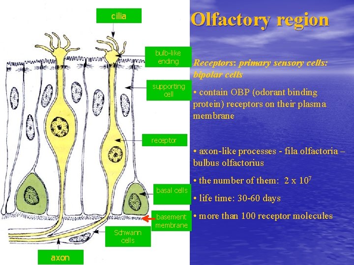 Olfactory region cilia bulb-like ending supporting cell Receptors: primary sensory cells: bipolar cells • Olfactory region cilia bulb-like ending supporting cell Receptors: primary sensory cells: bipolar cells •