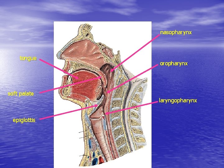 nasopharynx tongue oropharynx soft palate laryngopharynx epiglottis nasopharynx tongue oropharynx soft palate laryngopharynx epiglottis
