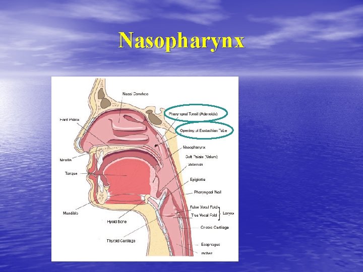 Nasopharynx Nasopharynx