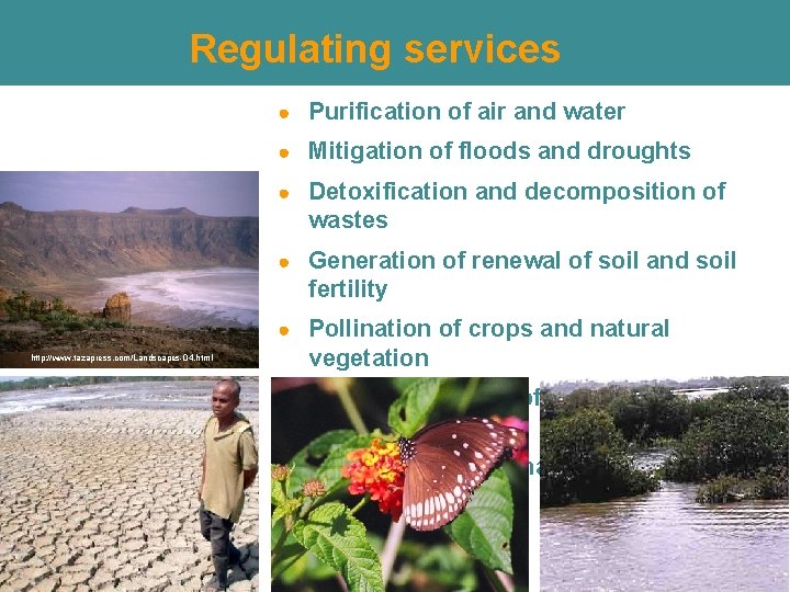 Regulating services ● Purification of air and water ● Mitigation of floods and droughts Regulating services ● Purification of air and water ● Mitigation of floods and droughts