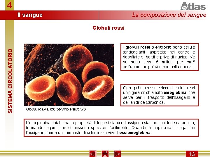 4 Il sangue La composizione del sangue SISTEMA CIRCOLATORIO Globuli rossi I globuli rossi