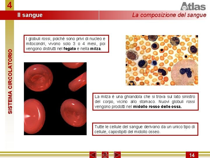 4 SISTEMA CIRCOLATORIO Il sangue La composizione del sangue I globuli rossi, poiché sono