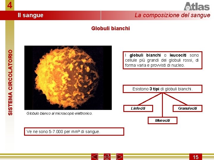 4 Il sangue La composizione del sangue SISTEMA CIRCOLATORIO Globuli bianchi I globuli bianchi