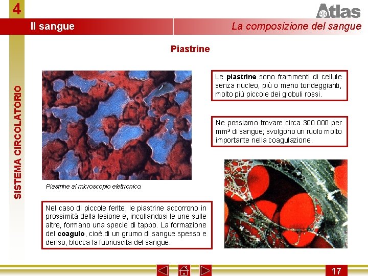 4 Il sangue La composizione del sangue SISTEMA CIRCOLATORIO Piastrine Le piastrine sono frammenti