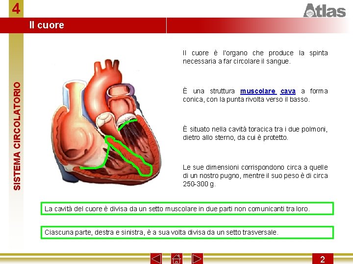 4 Il cuore SISTEMA CIRCOLATORIO Il cuore è l’organo che produce la spinta necessaria
