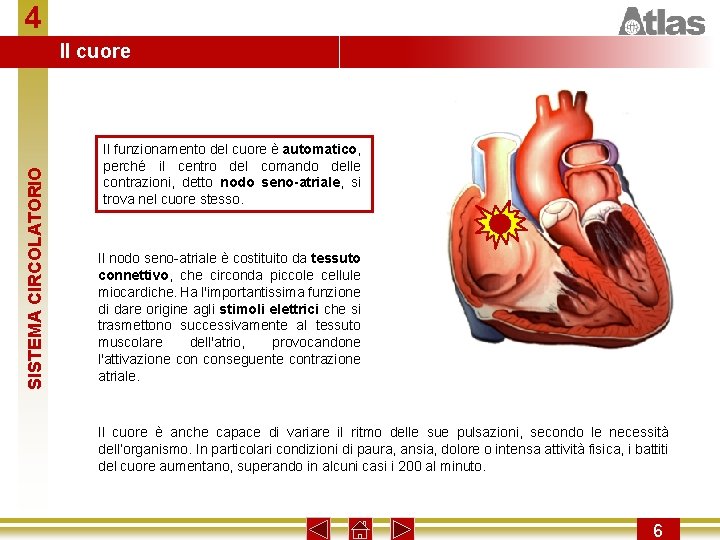 4 SISTEMA CIRCOLATORIO Il cuore Il funzionamento del cuore è automatico, perché il centro