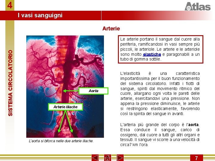 4 I vasi sanguigni SISTEMA CIRCOLATORIO Arterie Le arterie portano il sangue dal cuore