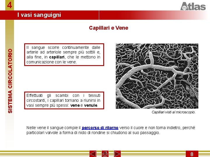 4 I vasi sanguigni SISTEMA CIRCOLATORIO Capillari e Vene Il sangue scorre continuamente dalle