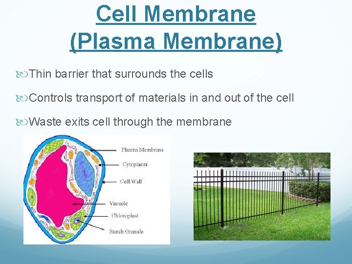 Cell Membrane (Plasma Membrane) Thin barrier that surrounds the cells Controls transport of materials