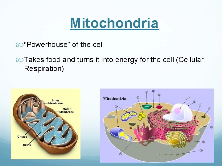 Mitochondria “Powerhouse” of the cell Takes food and turns it into energy for the