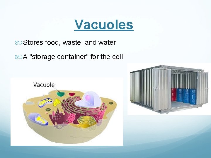 Vacuoles Stores food, waste, and water A “storage container” for the cell 