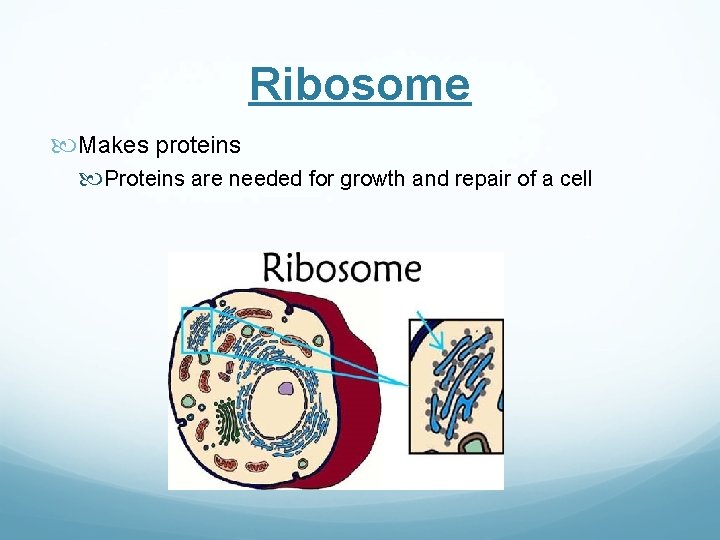 Ribosome Makes proteins Proteins are needed for growth and repair of a cell 