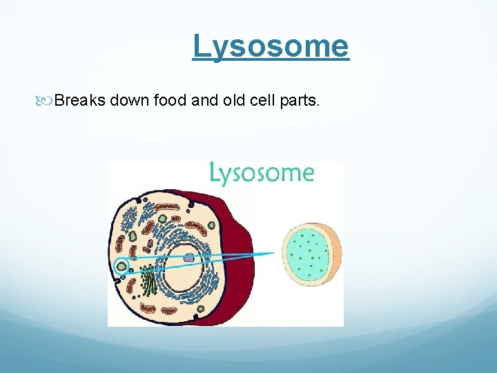 Lysosome Breaks down food and old cell parts. 