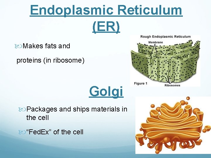 Endoplasmic Reticulum (ER) Makes fats and proteins (in ribosome) Golgi Packages and ships materials