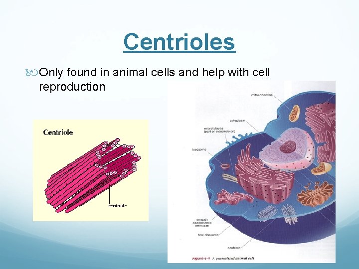 Centrioles Only found in animal cells and help with cell reproduction 