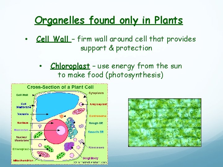 Organelles found only in Plants • Cell Wall – firm wall around cell that