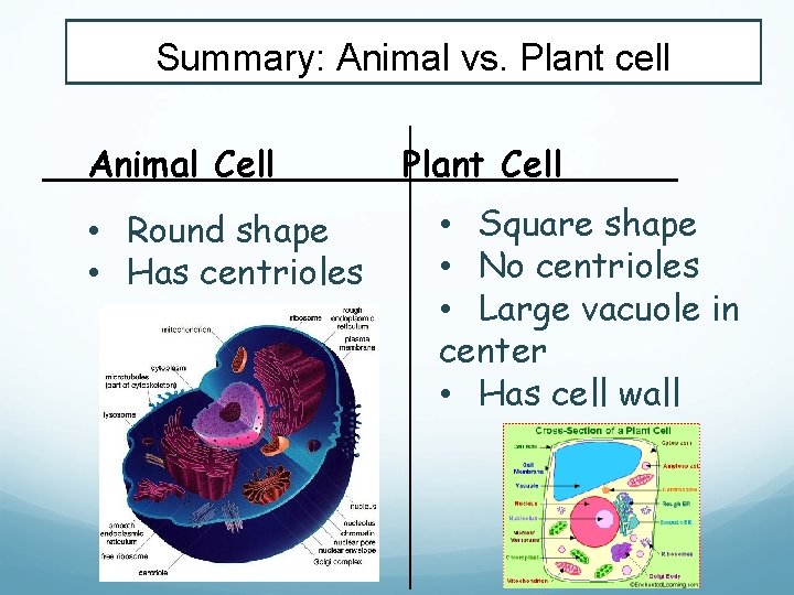 Summary: Animal vs. Plant cell Animal Cell • Round shape • Has centrioles Plant