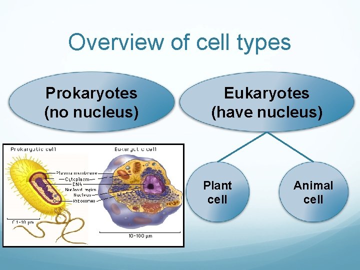 Overview of cell types Prokaryotes (no nucleus) Eukaryotes (have nucleus) Plant cell Animal cell