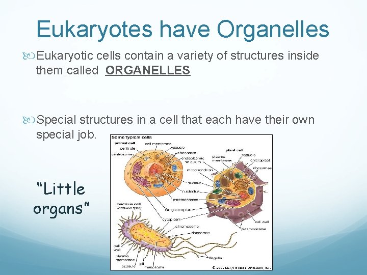Eukaryotes have Organelles Eukaryotic cells contain a variety of structures inside them called ORGANELLES