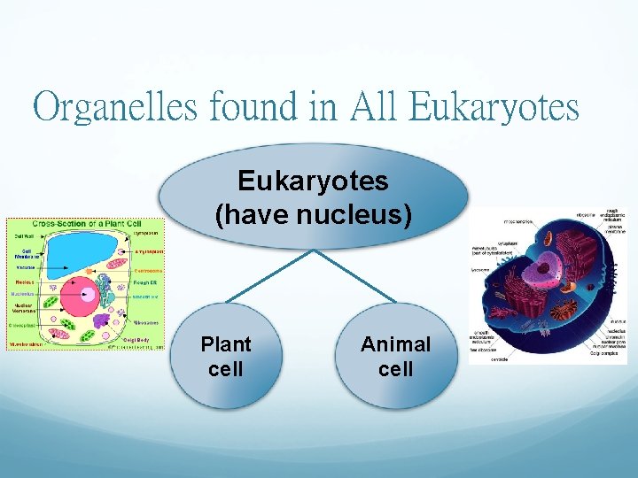 Organelles found in All Eukaryotes (have nucleus) Plant cell Animal cell 