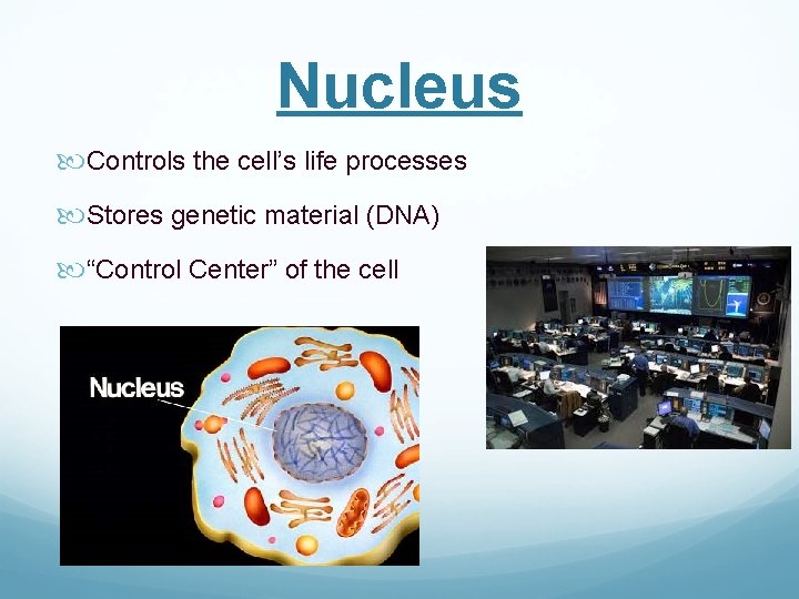 Nucleus Controls the cell’s life processes Stores genetic material (DNA) “Control Center” of the