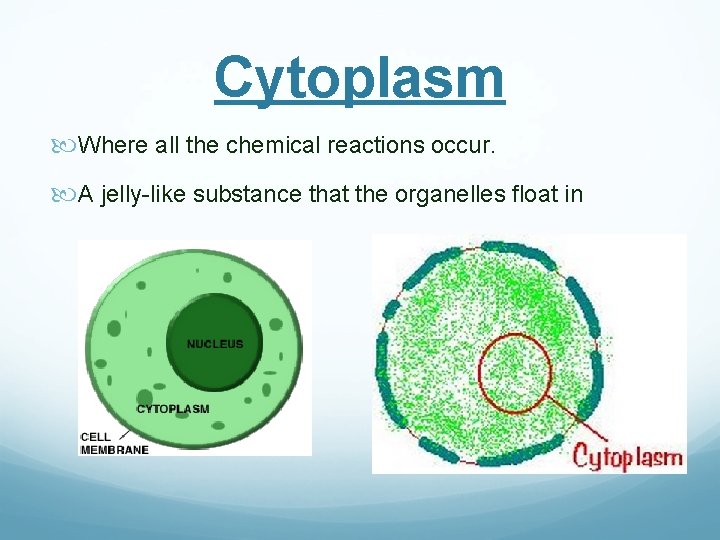 Cytoplasm Where all the chemical reactions occur. A jelly-like substance that the organelles float