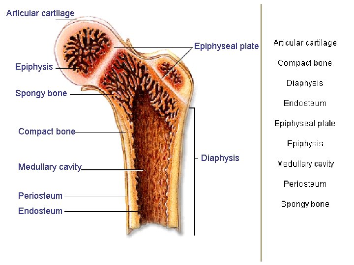 Articular cartilage Epiphyseal plate Epiphysis Spongy bone Compact bone Medullary cavity Periosteum Endosteum Diaphysis