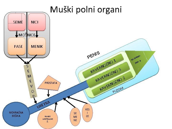 Muški polni organi SEME NICI MOŠNICE PASE MENIK IS N PE S E M