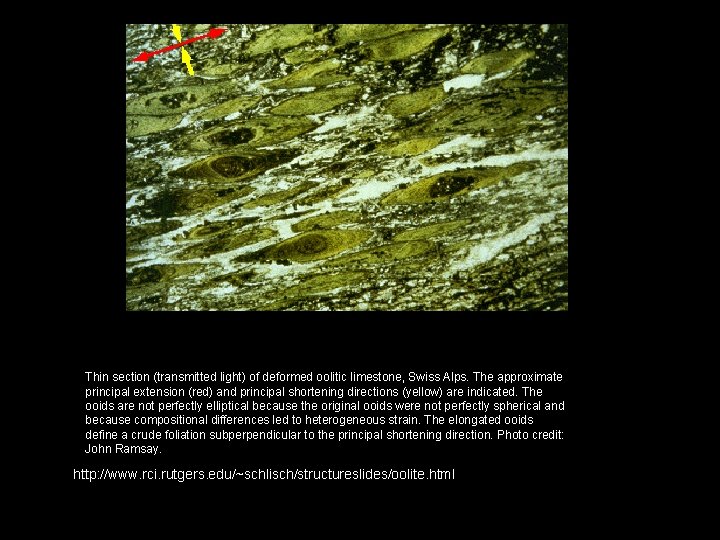 Thin section (transmitted light) of deformed oolitic limestone, Swiss Alps. The approximate principal extension