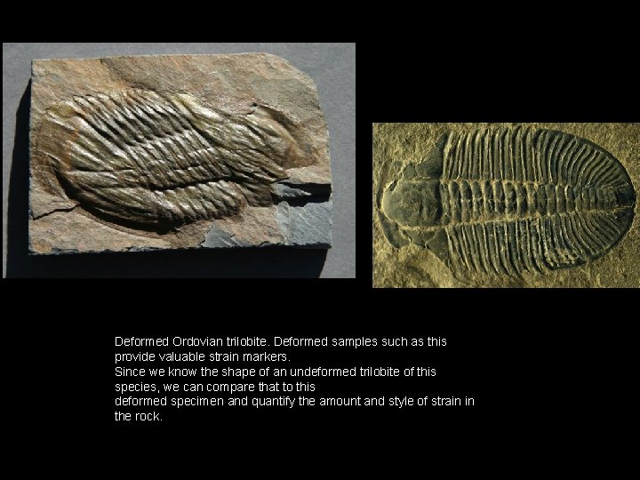 Deformed Ordovian trilobite. Deformed samples such as this provide valuable strain markers. Since we