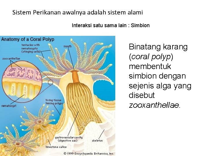 Sistem Perikanan awalnya adalah sistem alami Interaksi satu sama lain : Simbion Binatang karang