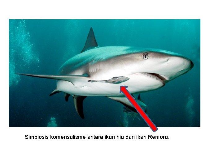 Simbiosis komensalisme antara ikan hiu dan ikan Remora. 