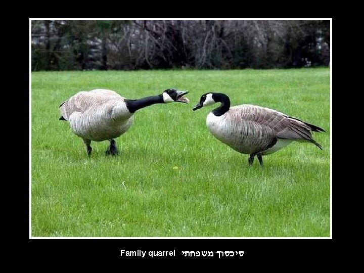 Family quarrel סיכסוך משפחתי 