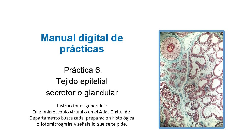 Manual digital de prácticas Práctica 6. Tejido epitelial secretor o glandular Instrucciones generales: En