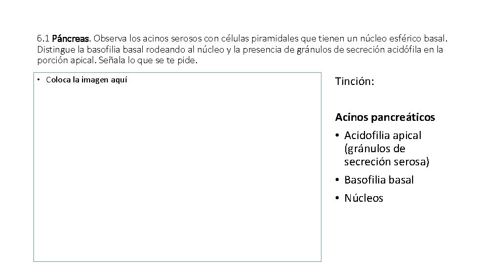 6. 1 Páncreas. Observa los acinos serosos con células piramidales que tienen un núcleo