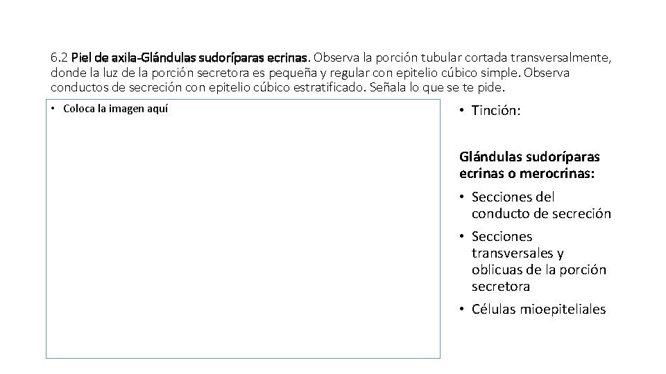 6. 2 Piel de axila-Glándulas sudoríparas ecrinas. Observa la porción tubular cortada transversalmente, donde