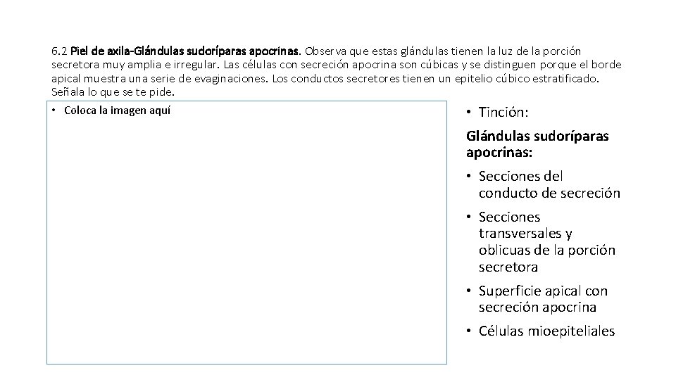 6. 2 Piel de axila-Glándulas sudoríparas apocrinas. Observa que estas glándulas tienen la luz