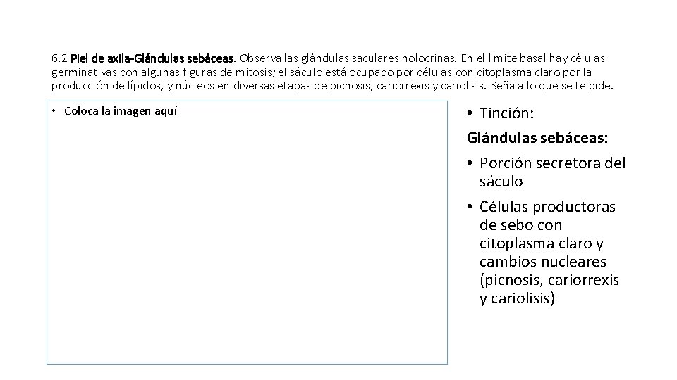 6. 2 Piel de axila-Glándulas sebáceas. Observa las glándulas saculares holocrinas. En el límite