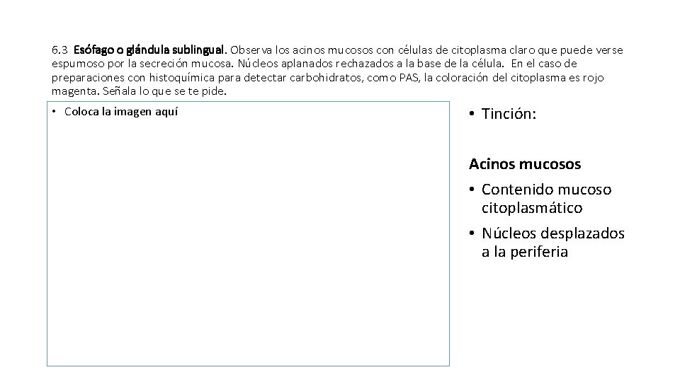 6. 3 Esófago o glándula sublingual. Observa los acinos mucosos con células de citoplasma