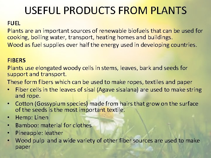 USEFUL PRODUCTS FROM PLANTS FUEL Plants are an important sources of renewable biofuels that