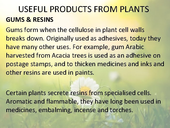 USEFUL PRODUCTS FROM PLANTS GUMS & RESINS Gums form when the cellulose in plant