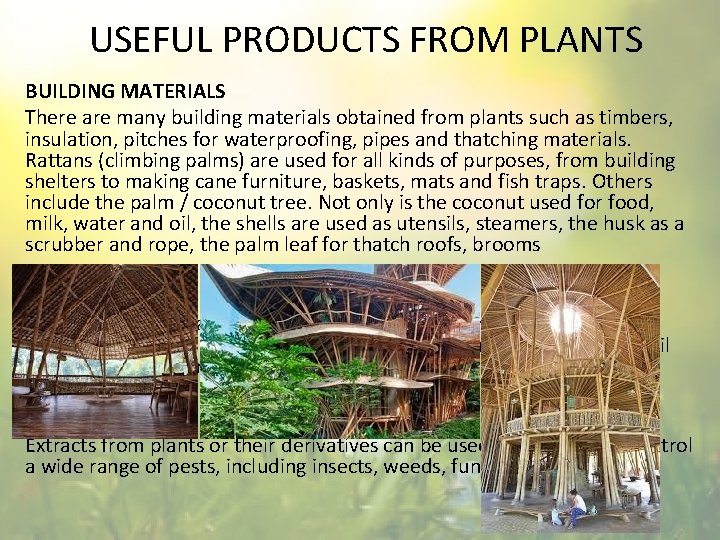 USEFUL PRODUCTS FROM PLANTS BUILDING MATERIALS There are many building materials obtained from plants